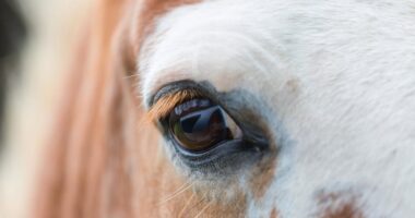 Reitunfall bei Kollnburg: 62-jähriger stürzt betrunken vom Pferd auf Straße