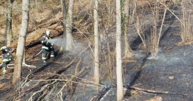 B1 – Böschungsbrand breitet sich an Wanderweg in Viechtach aus