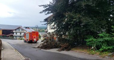 THL 1 – Baum auf Straße